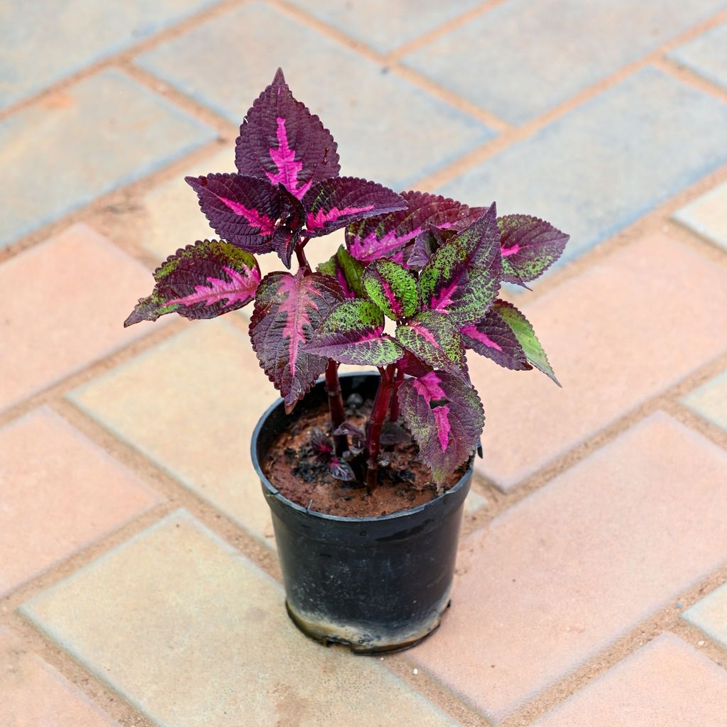 Coleus Red (design may vary) in 4 Inch Nursery Bag