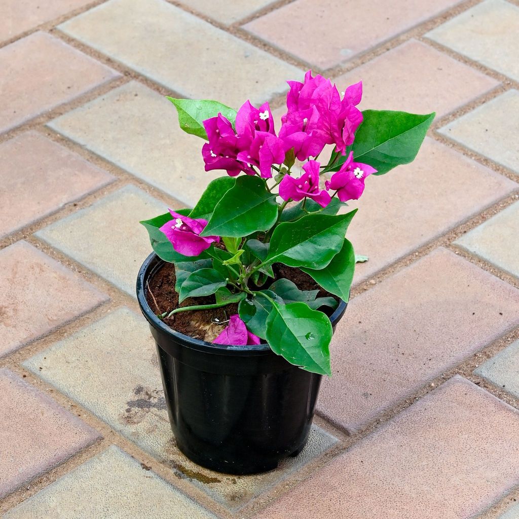 Bougainvillea Pink Dwarf in 5 Inch Nursery Pot