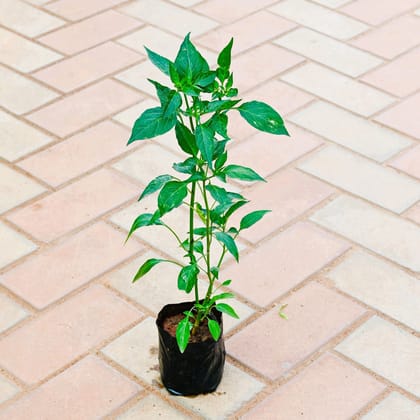 Buy Mirchi / Chilli Plant in 4 Inch Nursery Bag Online | Urvann.com
