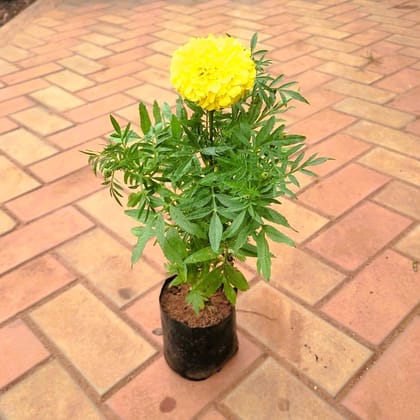 Buy Marigold / Genda (any colour) in 4 Nursery Bag Online | Urvann.com