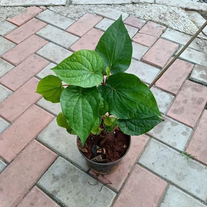 Buy Paan Big Leaf in 6 Inch Nursery Pot Online | Urvann.com