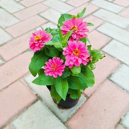 Buy Zinnia  in 5 Inch Nursery Pot (Any Colour) Online | Urvann.com