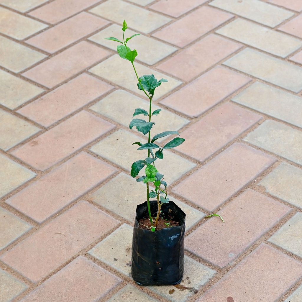 Mogra / Jasmine in 4 Inch Nursery Bag