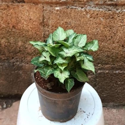 Buy Syngonium Green White Bushy in 4 Inch Nursery Pot Online | Urvann.com
