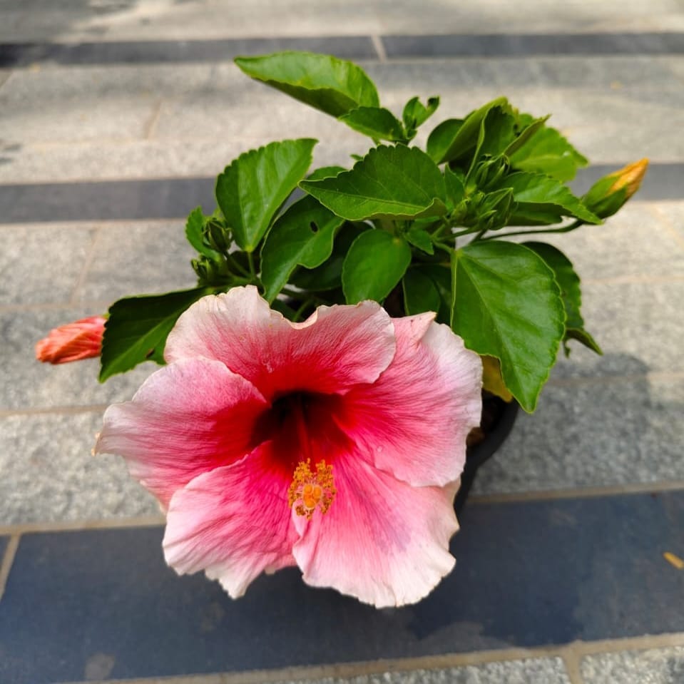 Hibiscus / Gudhal Dwarf Pink in 5 Inch Nursery Bag