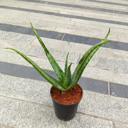 Buy Aloe Vera in 5 Inch Nursery Pot Online | Urvann.com