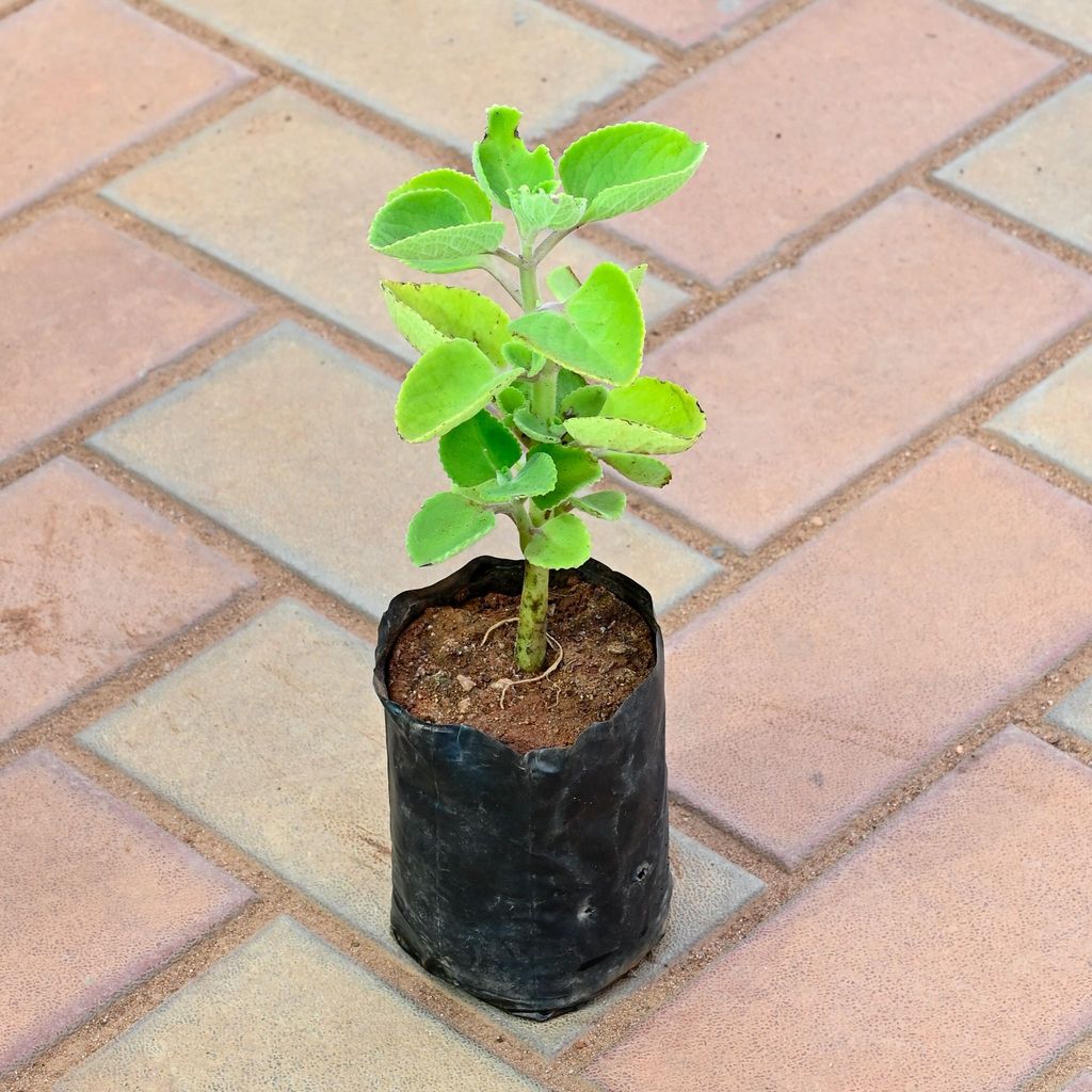 Ajwain in 4 Inch Nursery Bag