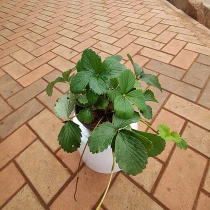 Buy Strawberry Plant in 5 Inch Nursery Pot Online | Urvann.com