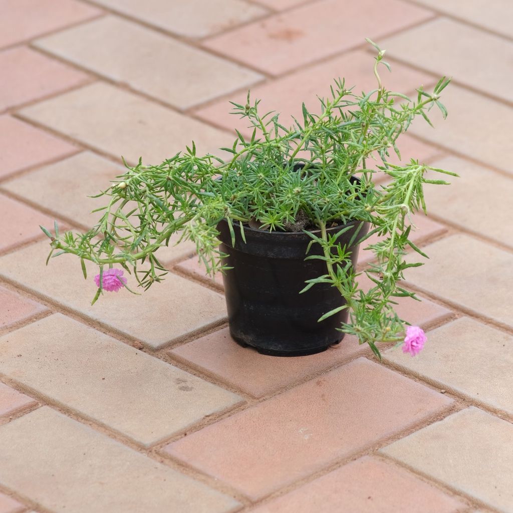 Portulaca Moss Rose Pink in 4 Inch Nursery Pot