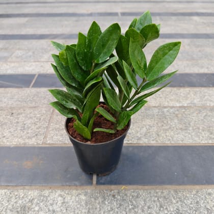 Buy Zz Green (~ 1 Ft) in 4 Inch Nursery Pot Online | Urvann.com