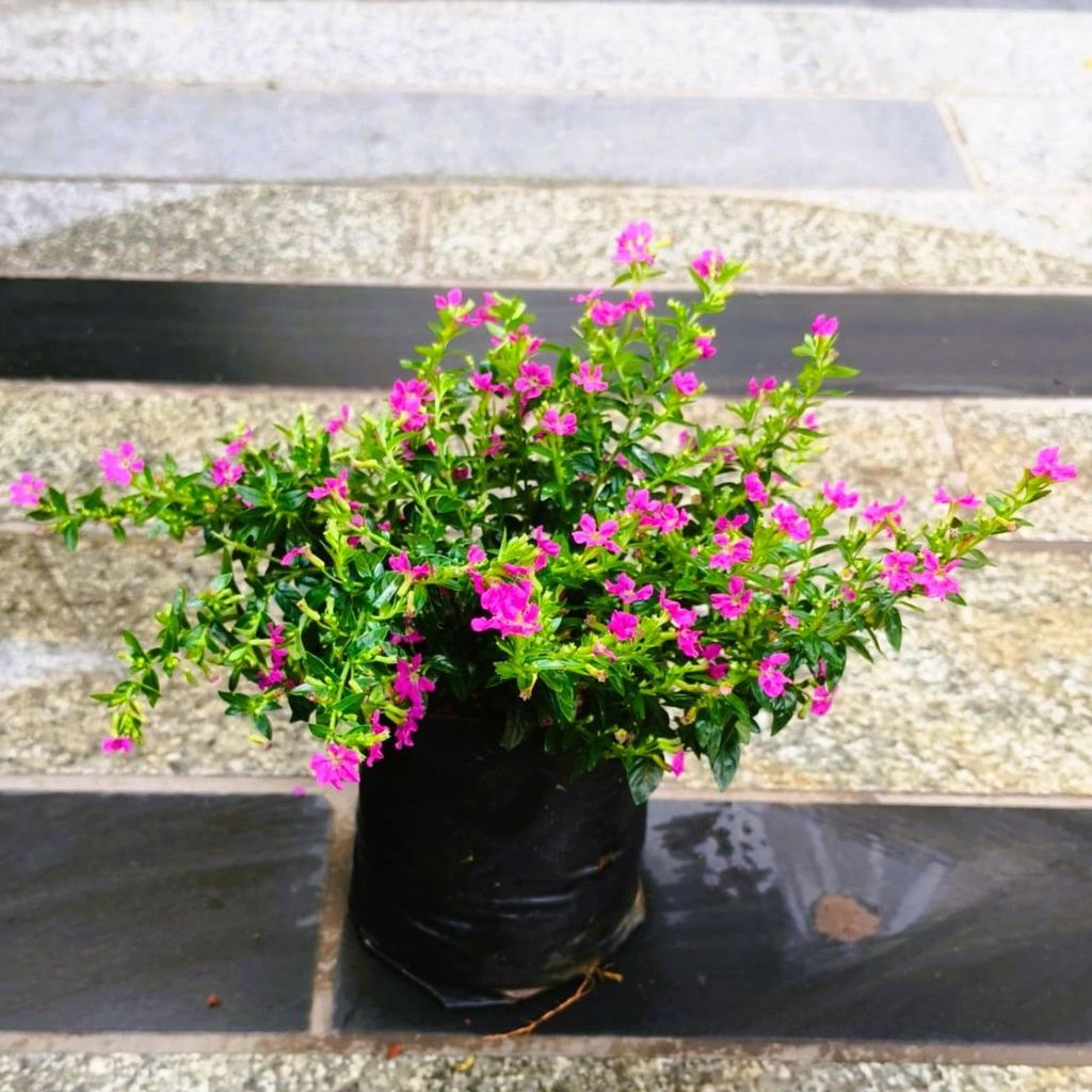 Cuphea / False Heather Pink in 4 Inch Nursery Bag