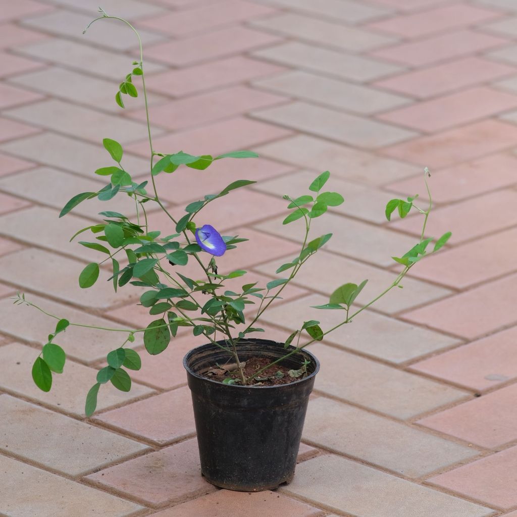 Aparajita (any colour) in 4 Inch Nursery Pot