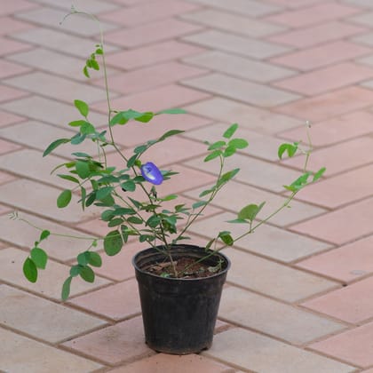 Buy Aparajita (any colour) in 4 Inch Nursery Pot Online | Urvann.com
