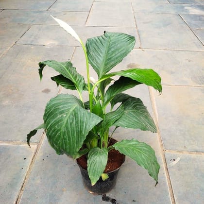 Buy Peace Lily Big Leaf in 4 Inch Nursery Pot Online | Urvann.com