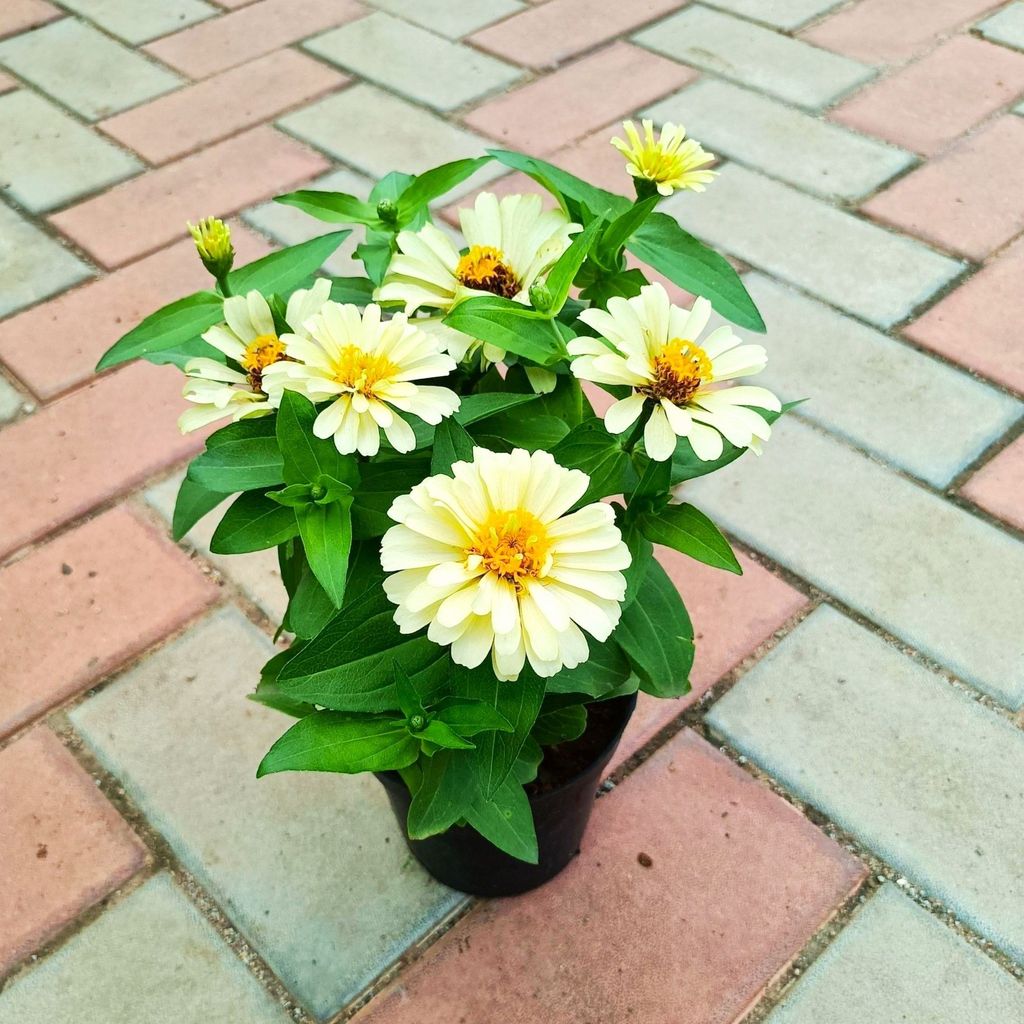 Zinnia White Hybrid in 5 Inch Nursery Pot