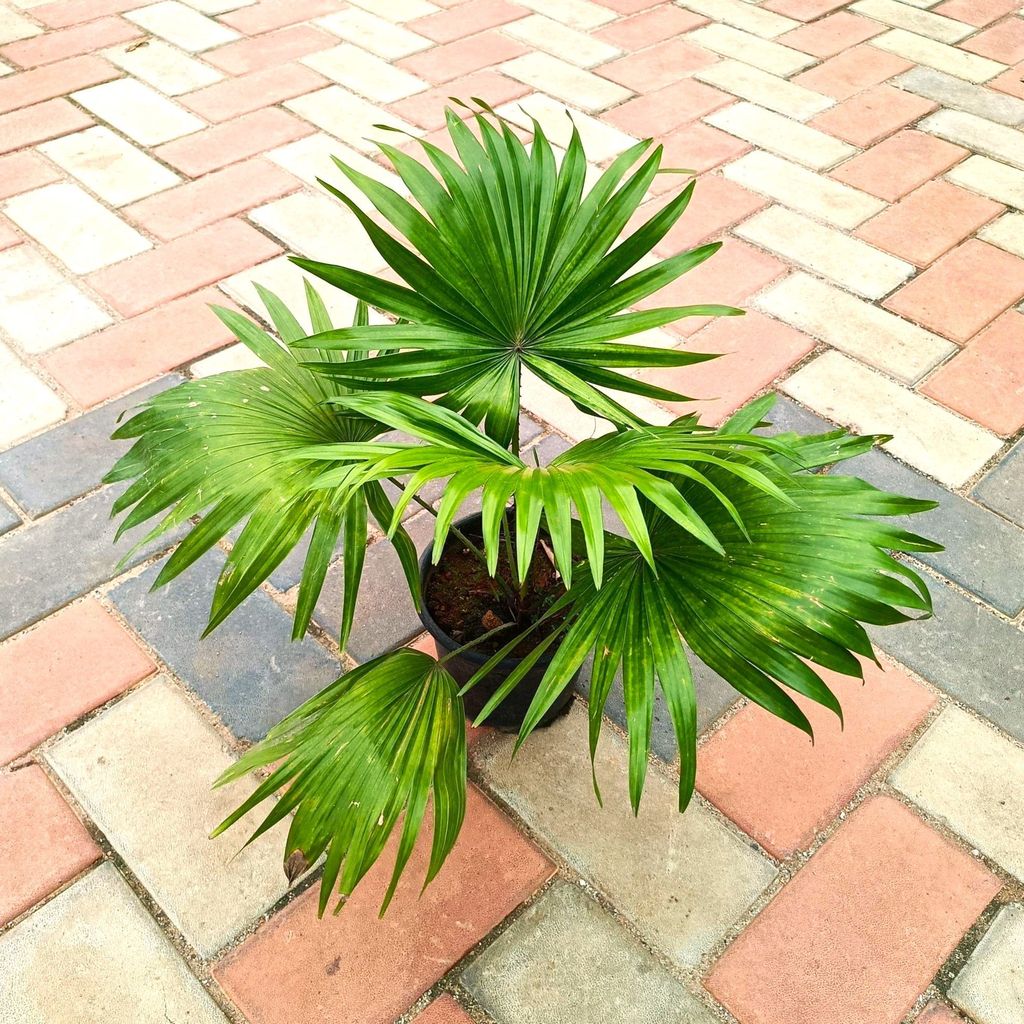 China Palm in 6 Inch Nursery Pot