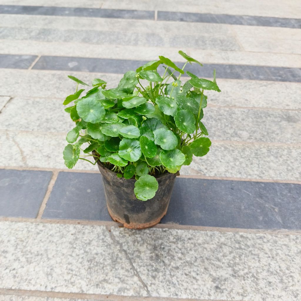 Brahmi Dollar / Pennywort / Coin Plant in 4 Inch Nursery Pot