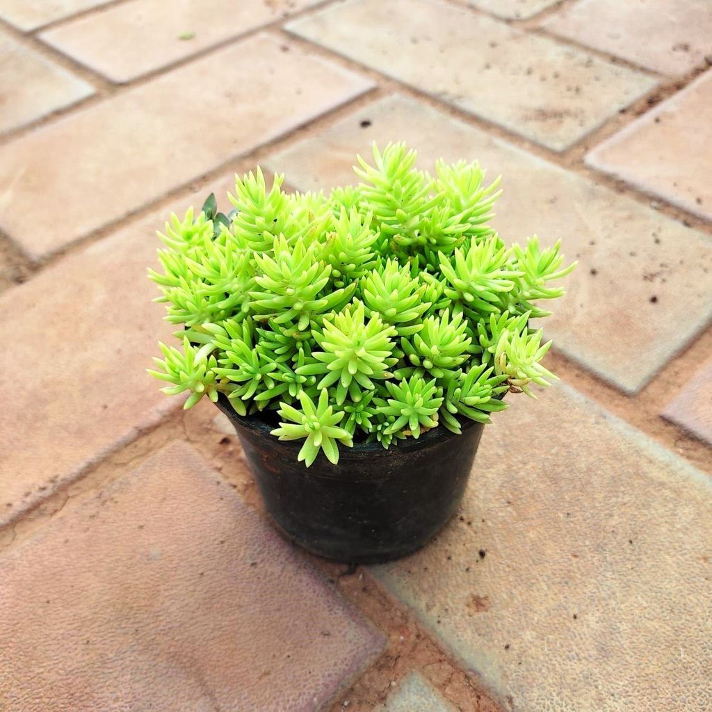 Sedum Yellow Golden Succulent in 3 Inch Nursery Pot