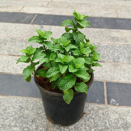 Buy Mint in 5 Inch Nursery Pot Online | Urvann.com