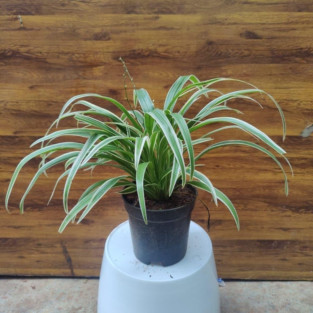 Spider Plant in 5 inch Nursery Pot