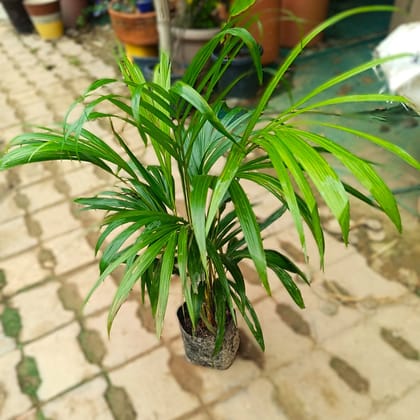 Areca Palm (~ 1 Ft) in 4 Inch Nursery Bag