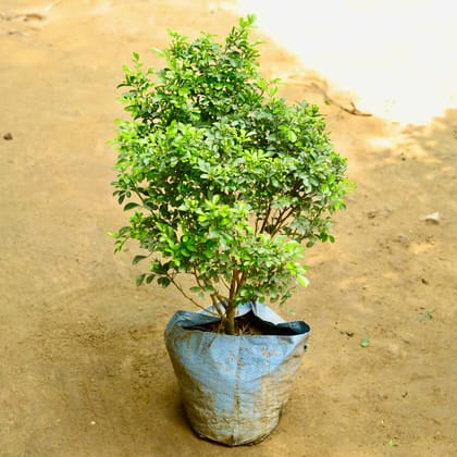 Buy Madhu Kamini (any colour) (~ 2 Ft) in 10 Inch Nursery Bag Online | Urvann.com