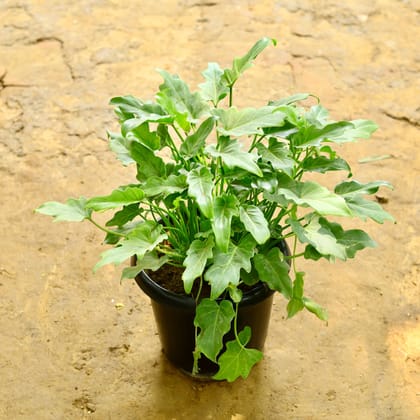 Buy Xanadu Green in 10 Inch Nursery Pot Online | Urvann.com