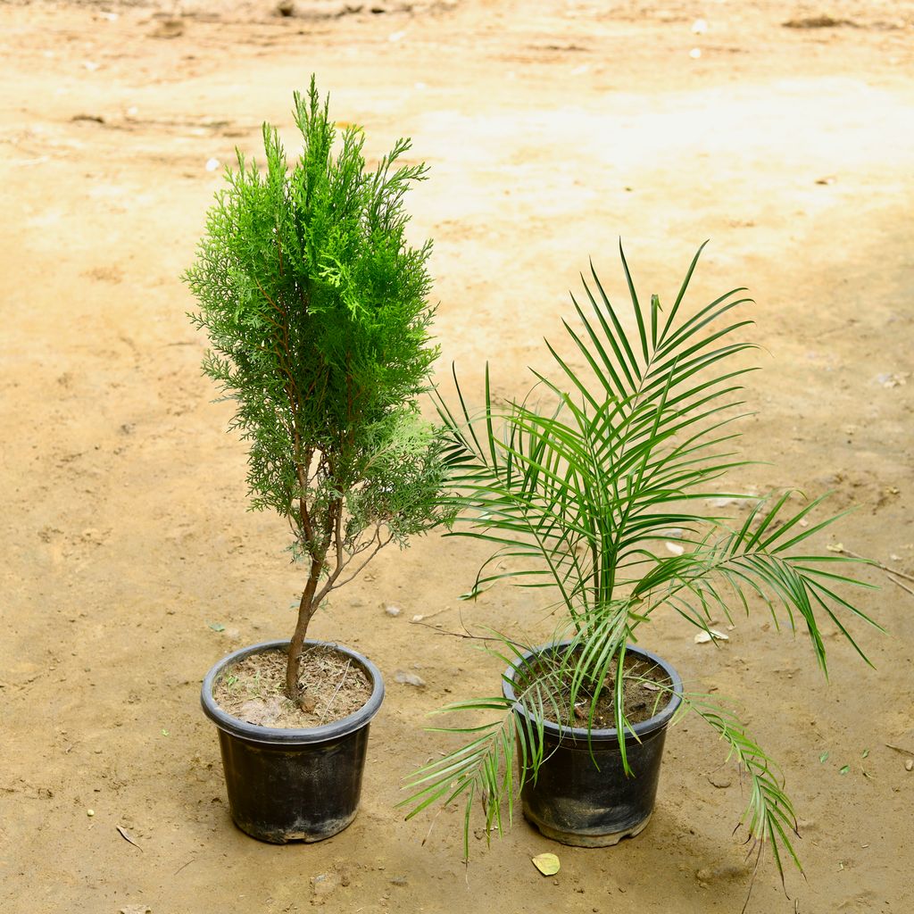 Set of 2 - Morpankhi & Phoenix Palm in 8 Inch Nursery Pot