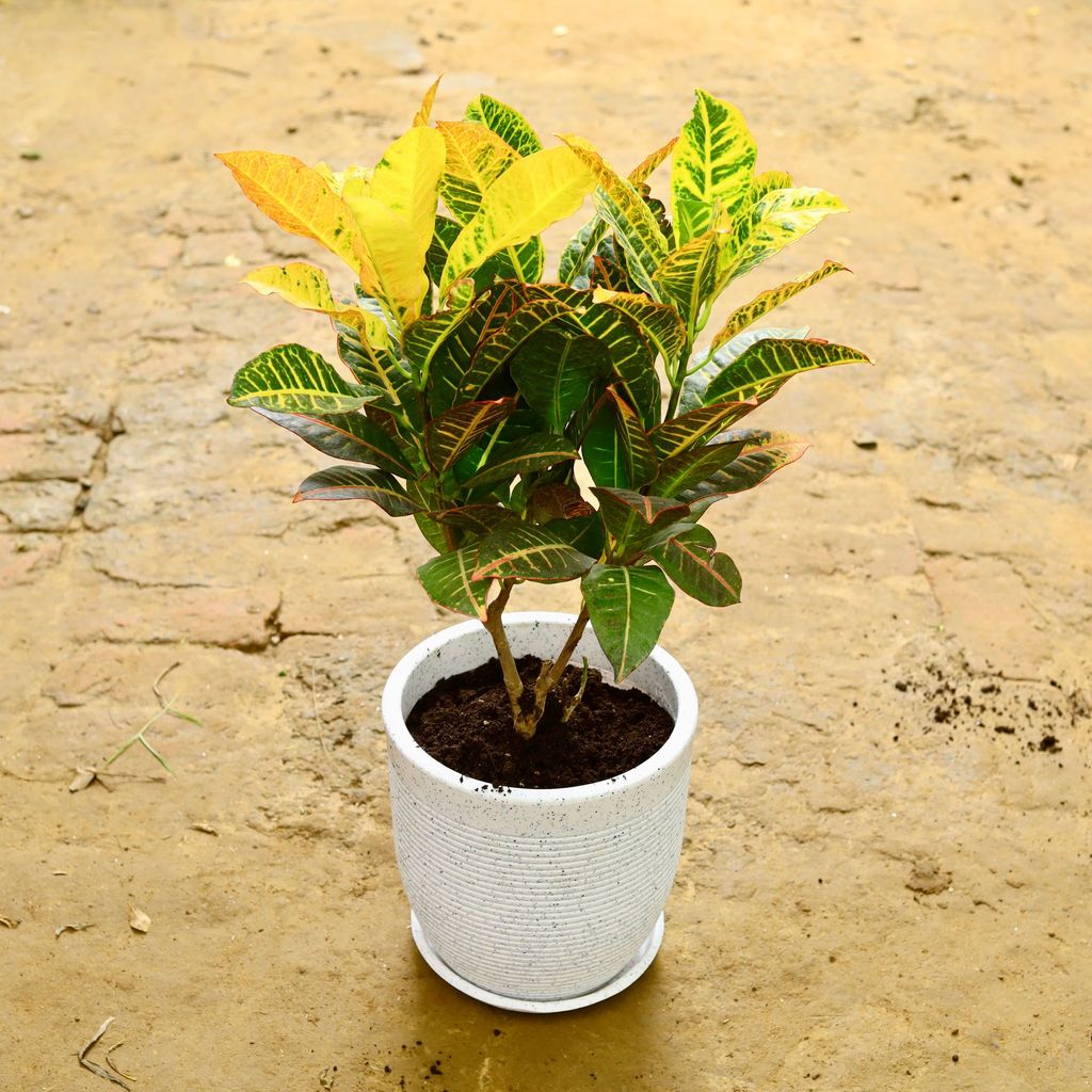 Croton Petra in 12 Inch White Cup Designer Polymer Pot With Tray