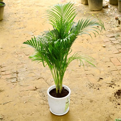 Buy Raphis / Rhaphis Palm in 7 Inch Clay Pot Online | Urvann.com