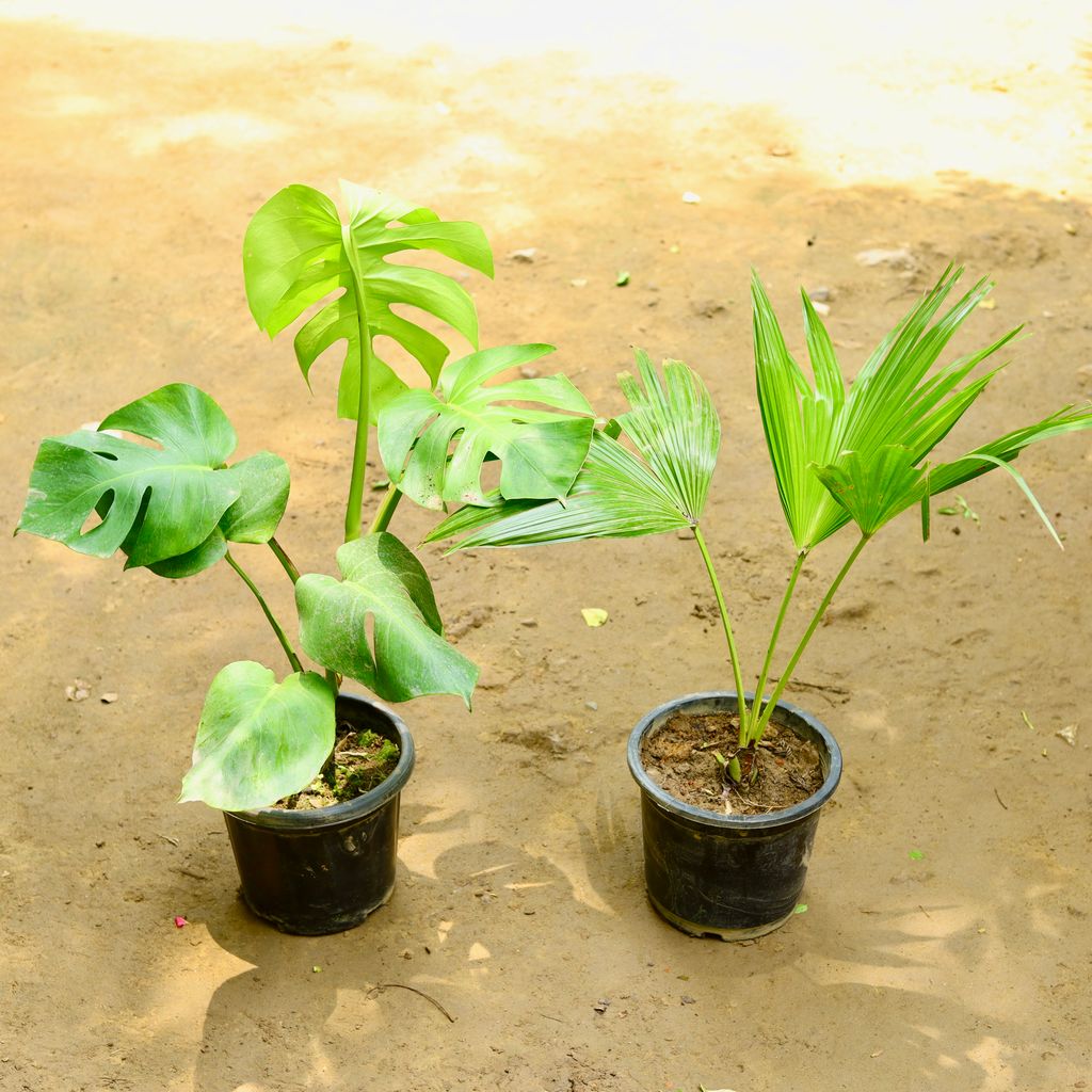 Set of 2 - Monstera Deliciosa & China / Fan Palm in 8 Inch Nursery Pot