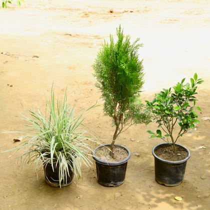 Buy Set of 3 - Ribbon Grass, Morpankhi & China Orange in 8 Inch Nursery Pot Online | Urvann.com