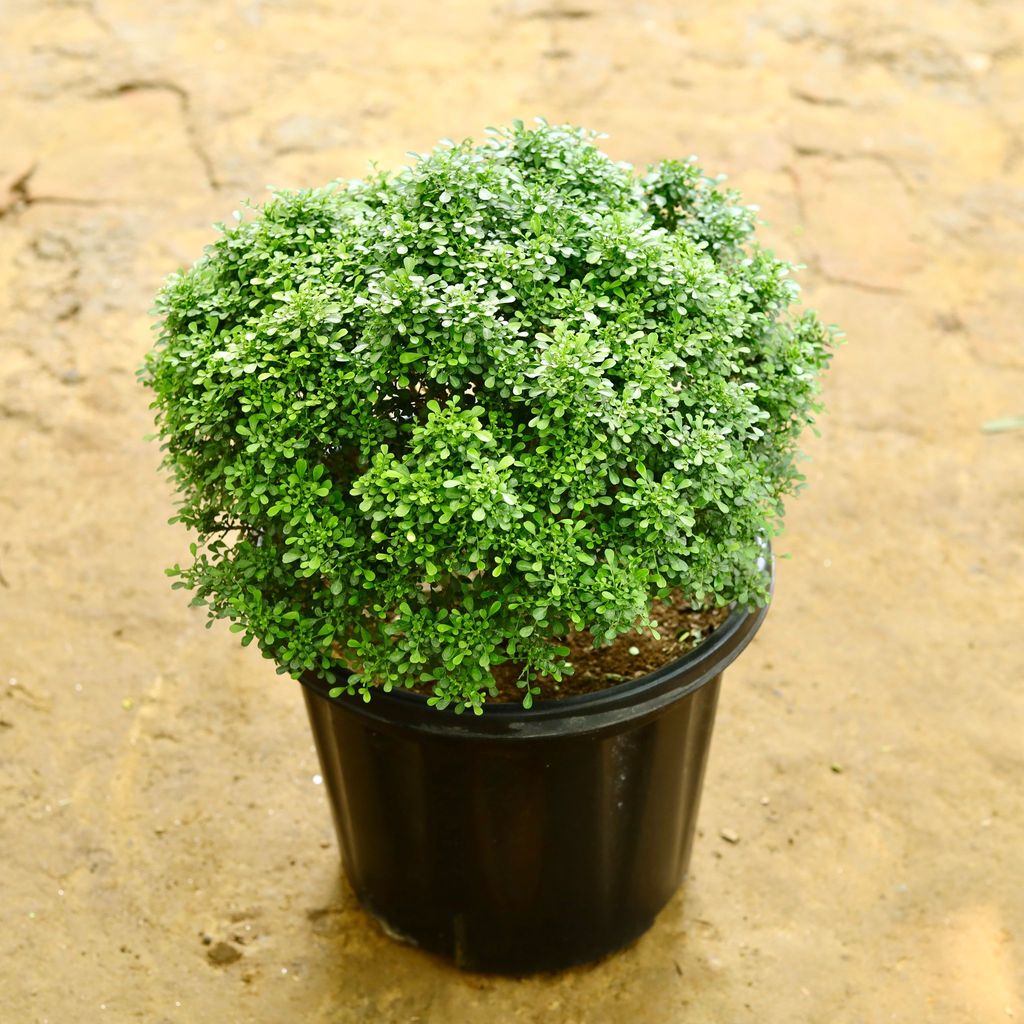 Table Kamini in 14 Inch Nursery Pot