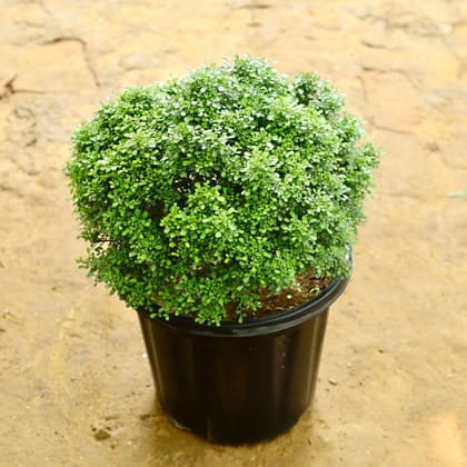 Buy Table Kamini in 14 Inch Nursery Pot Online | Urvann.com