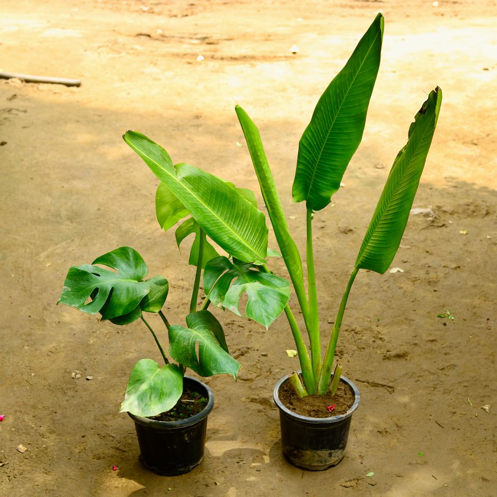 Set of 2 - Monstera Deliciosa & Traveller Palm in 8 Inch Nursery Pot