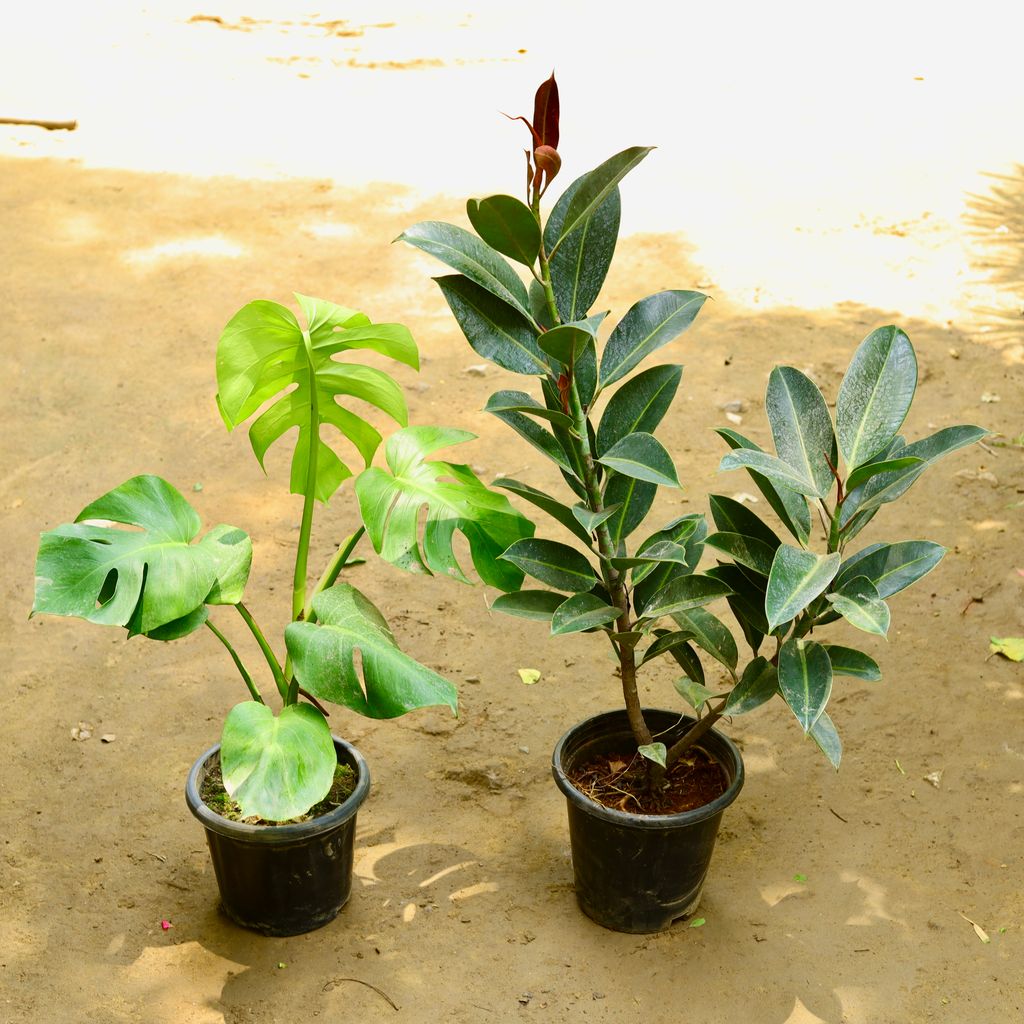 Set of 2 - Monstera Deliciosa & Rubber Green in 8 Inch Nursery Pot