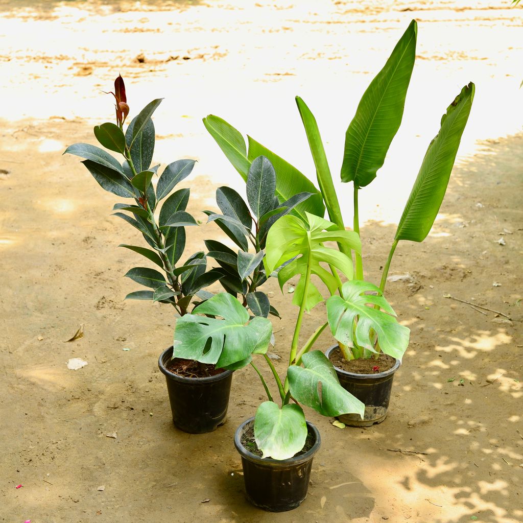 Set of 3 - Monstera Deliciosa, Traveller Palm & Rubber Green in 8 Inch Nursery Pot