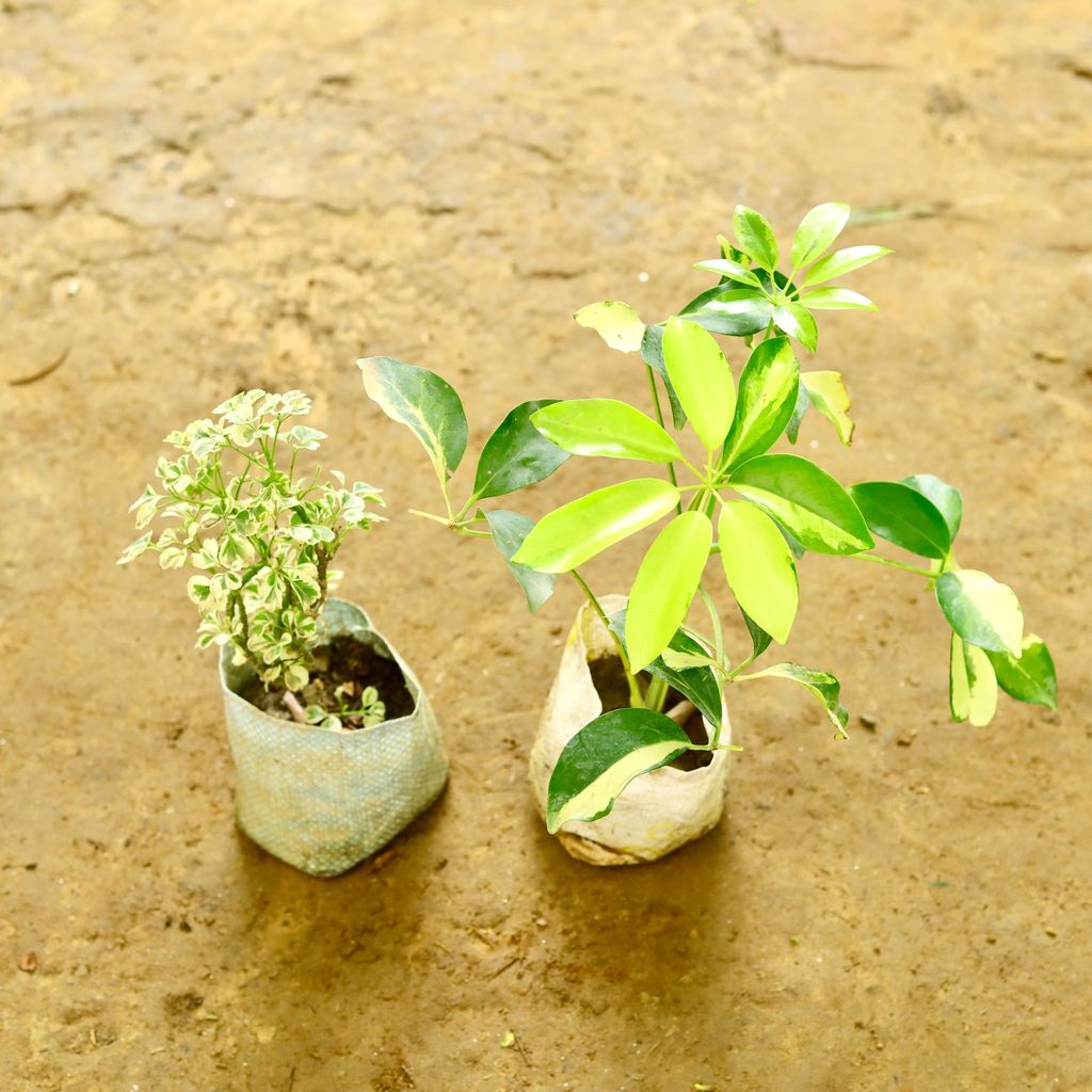 Set of 2 - Aralia Variegated & Schefflera Variegated in 4 Inch Nursery Bag