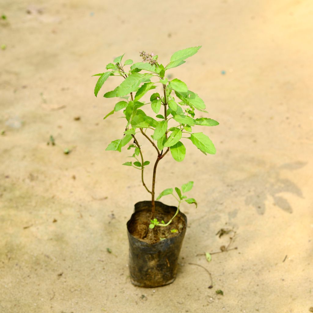 Shyama Tulsi in 4 Inch Nursery Bag