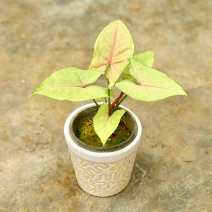 Buy Syngonium Green & Pink in 4 Inch Classy White Designer Ceramic Pot Online | Urvann.com