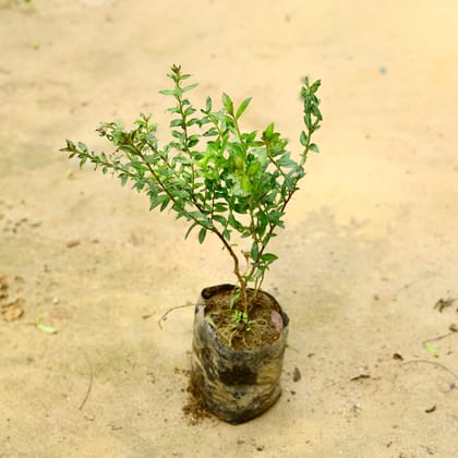 Buy Calendra Plant (~ 1.5 Ft) in 4 Inch Nursery Bag Online | Urvann.com
