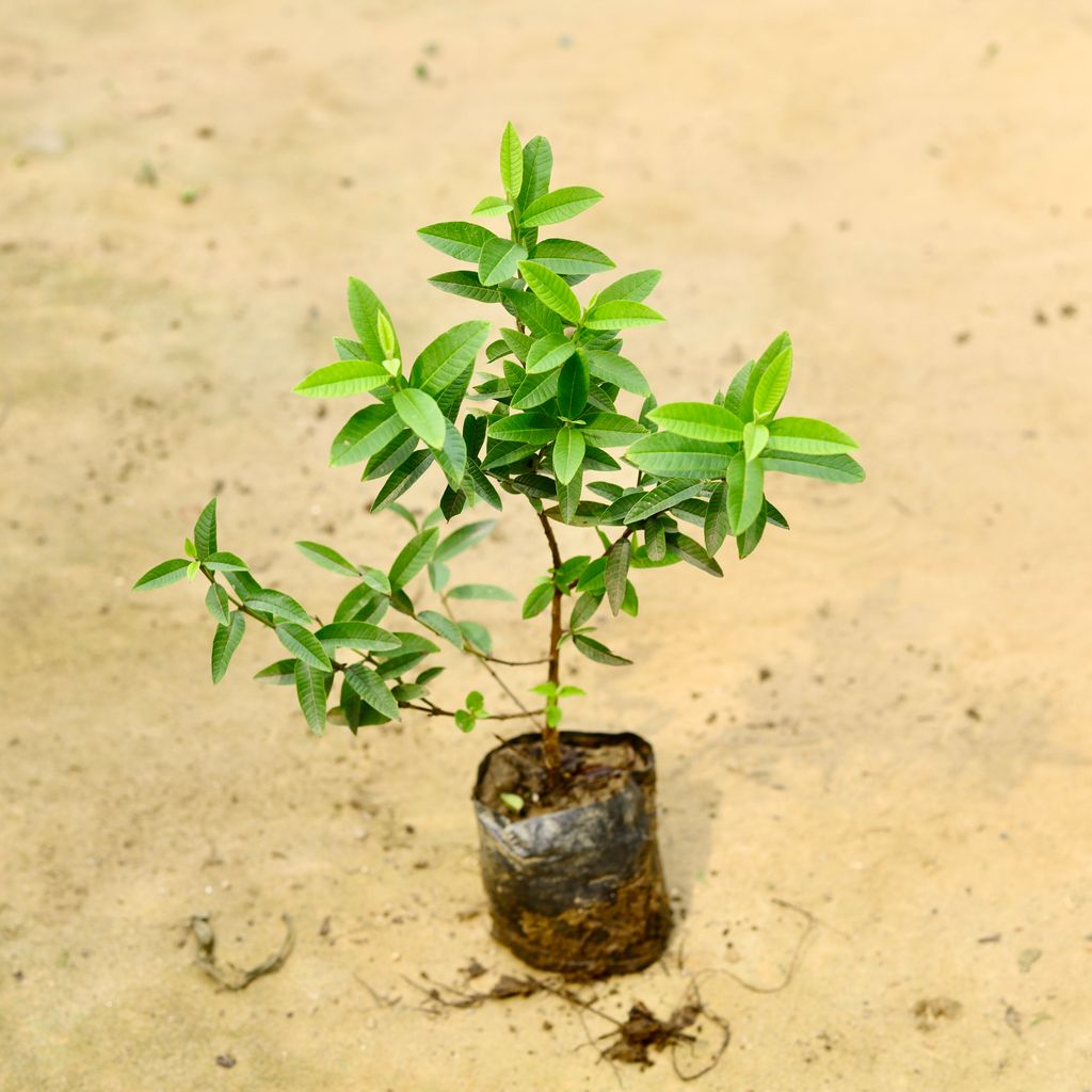 Amrood / Guava Chinese in 4 Inch Nursery Bag