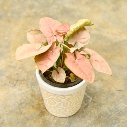 Buy Syngonium Pink in 4 Inch Classy White Designer Ceramic Pot Online | Urvann.com