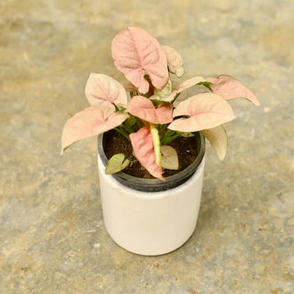 Buy Syngonium Pink in 4 Inch White Classy Cylindrical Ceramic Pot Online | Urvann.com