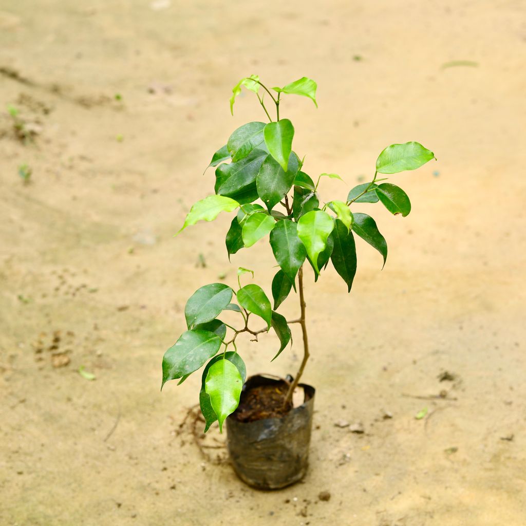 Ficus Black in 4 Inch Nursery Bag