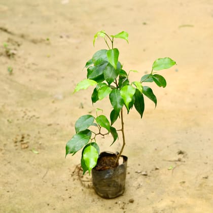 Buy Ficus Black in 4 Inch Nursery Bag Online | Urvann.com