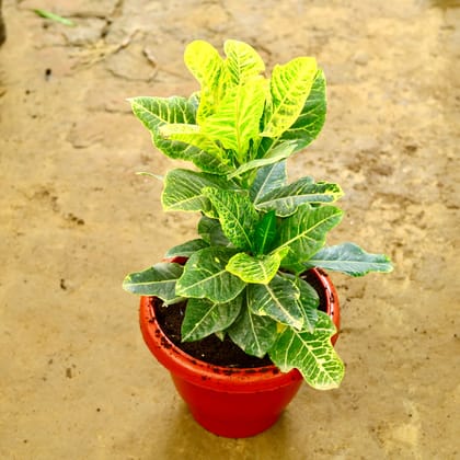 Buy Croton Petra in 8 Inch Terracotta Red Classy Plastic Pot Online | Urvann.com