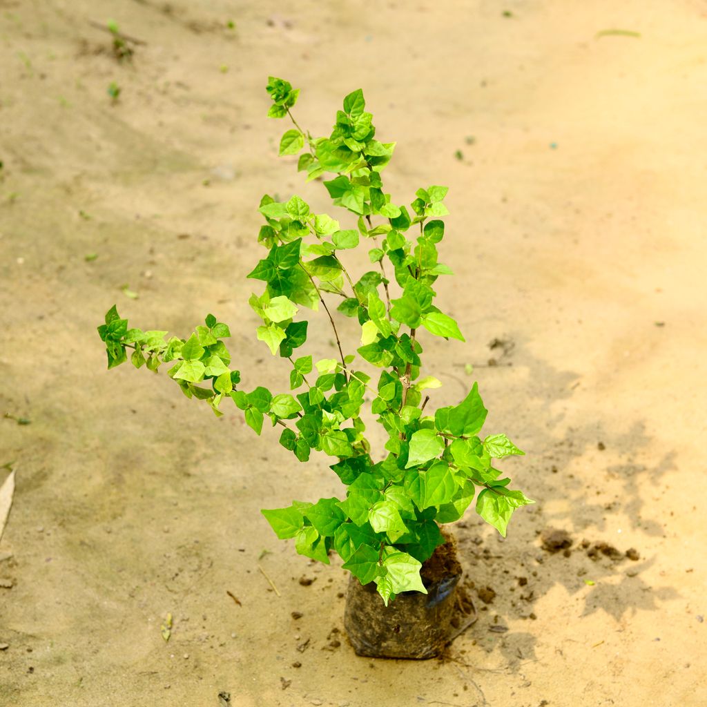 Thunbergia Erecta in 4 Inch Nursery Bag