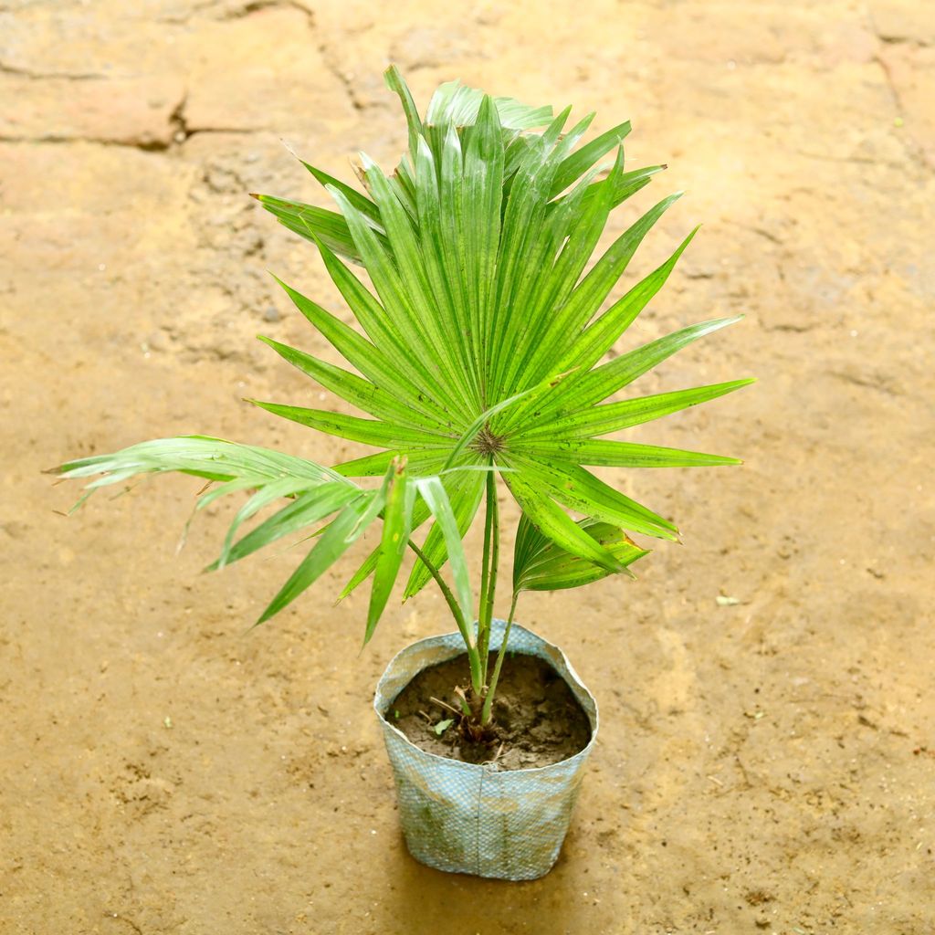 China / Fan Palm  in 7 Inch Nursery Bag