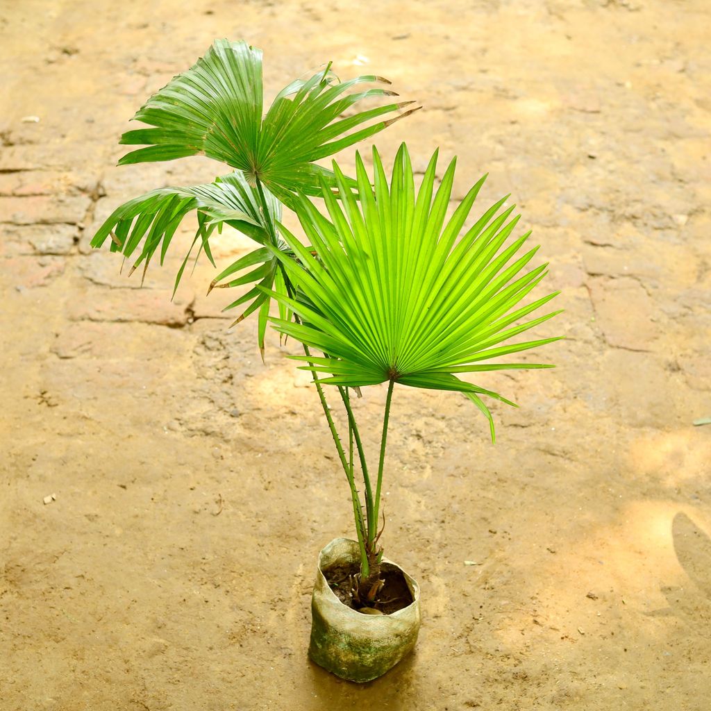 China / Fan Palm  in 7 Inch Nursery Bag